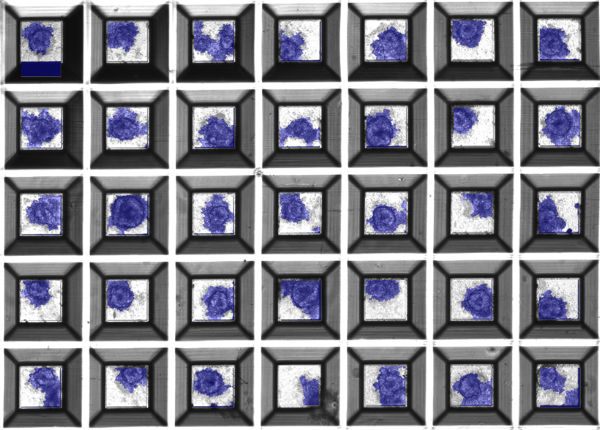 高速細胞画像解析装置の機能／細胞塊スフェロイド三次元培養マイクロプレート「TASCL」の製造販売