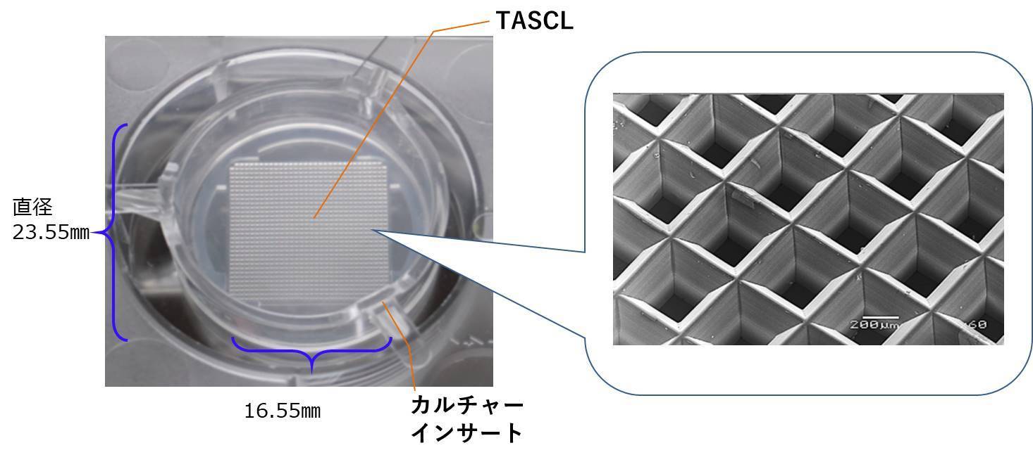 細胞塊スフェロイド三次元マイクロプレートTASCLの拡大図