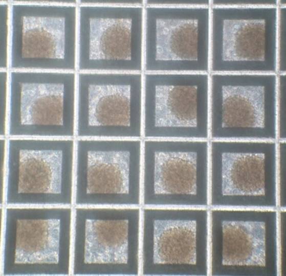 細胞塊スフェロイド三次元マイクロプレートTASCLで培養した細胞塊