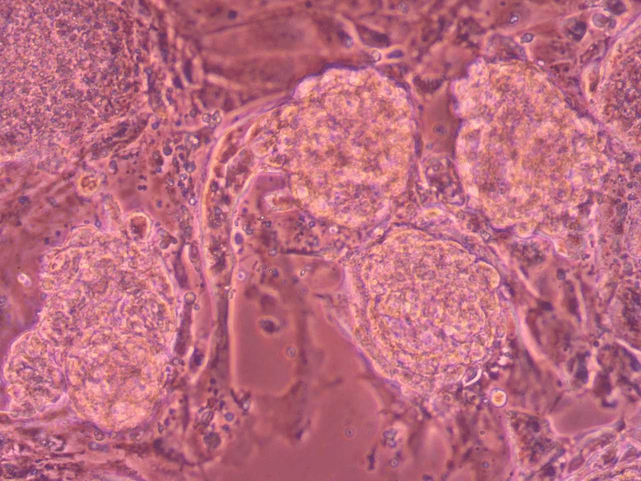 三次元培養マイクロプレートTASCLで培養した心筋細胞塊