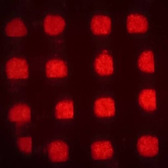 三次元培養マイクロプレートTASCLで培養した細胞塊の蛍光検出
