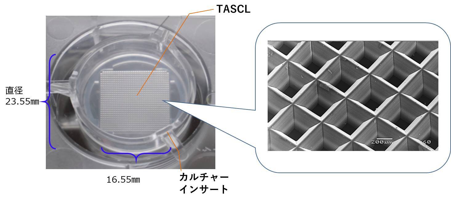 細胞塊・スフェロイド三次元培養マイクロプレートTASCLのマイクロプレート／細胞塊・スフェロイド三次元培養マイクロプレート「TASCL（タスクル）」の製造販売