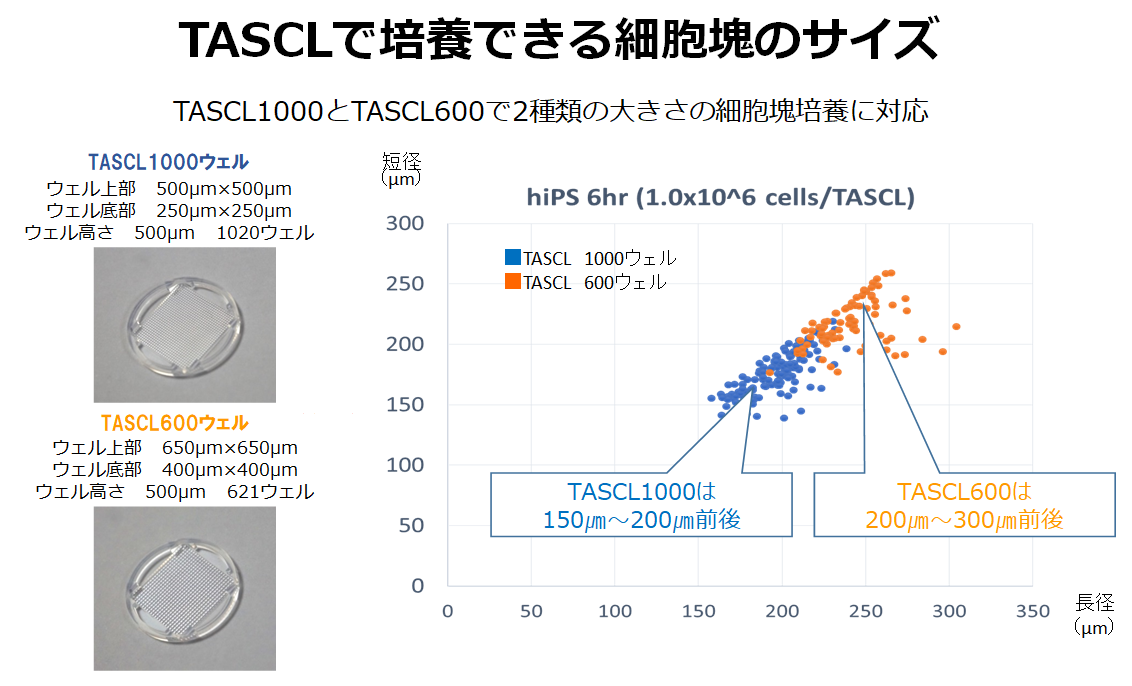 TASCLで培養できる細胞塊のサイズ／細胞塊・スフェロイド三次元培養マイクロプレート「TASCL」の製造販売